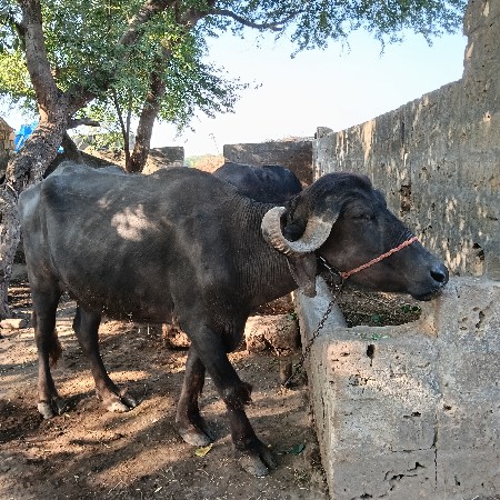 ભેંશ  વેશવાનીછે પેલા વેતરનીછે