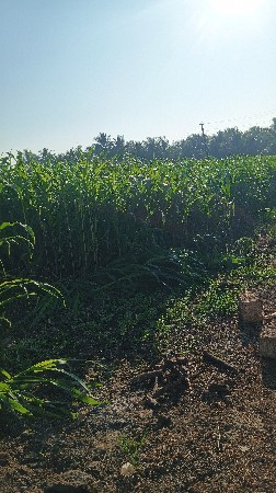 મકાય વેસવા ની છે