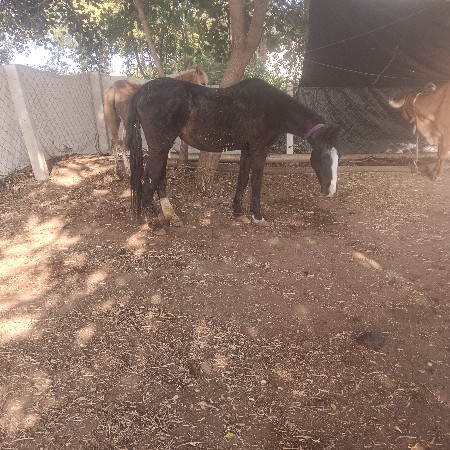 વેચી નાખવાની