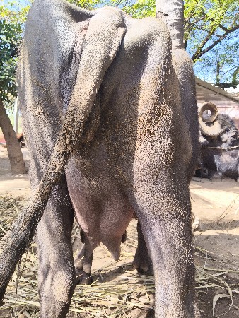 તીજુવેતર