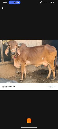 ભેંશ વેચવાની છે વેતર 4 વાયાણી