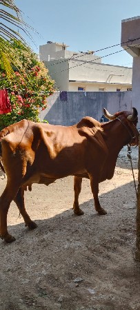 ગાય વાંચવાની છે