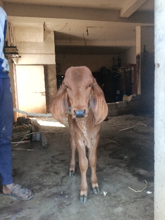 ૫ લિટર દુધ