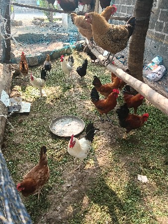 દેશી મૂરઘા અને મૂરઘી વેચવા ના છે