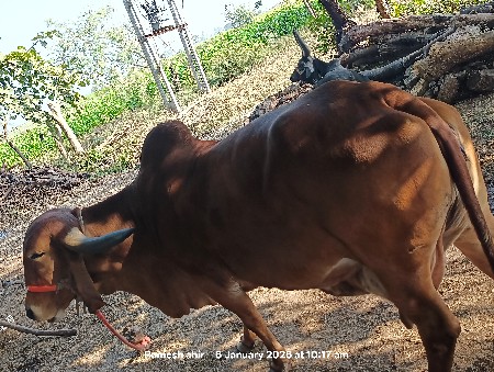 ગાય વેસવાનિ સે