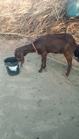 આરાજેસથાની બકરીવેસવાનીછે