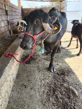 થંબનેલ 2