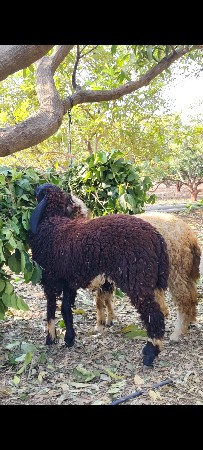 વેચવાના છે