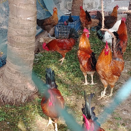 દેસી મુરઘા અને મુરઘી વેચવાના છે