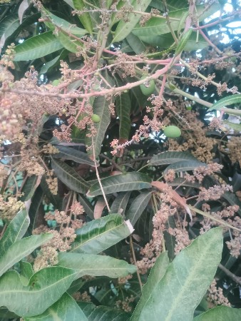 મોટર રસોઈ વેચવાનો છે