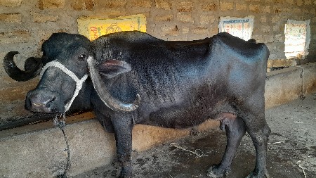 थंबनेल 3