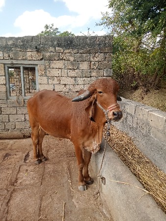 પેલું વેંતર છે