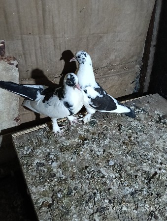 थंबनेल 2