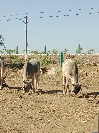 थंबनेल 3