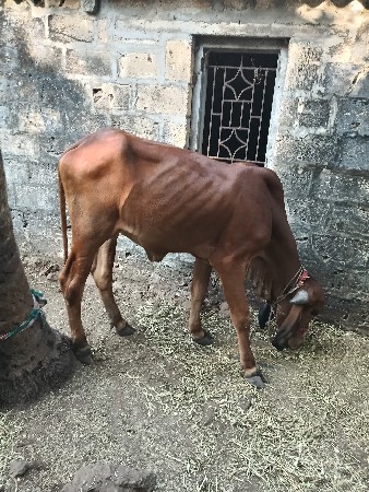 ગિર. વોરકી વેચવાનું છે