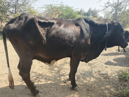 थंबनेल 3