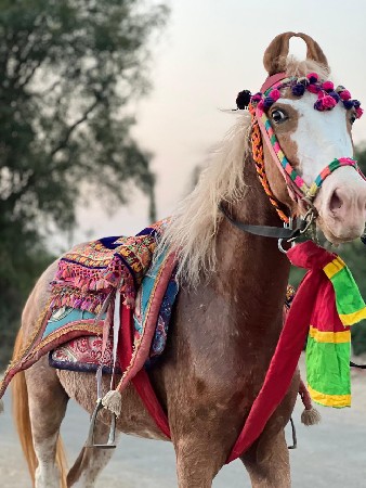 વછેરી વેચવાની સે