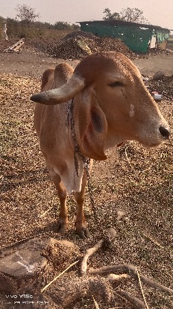 ગાય વેચવાની છે બીજું વેતર પેટમાં