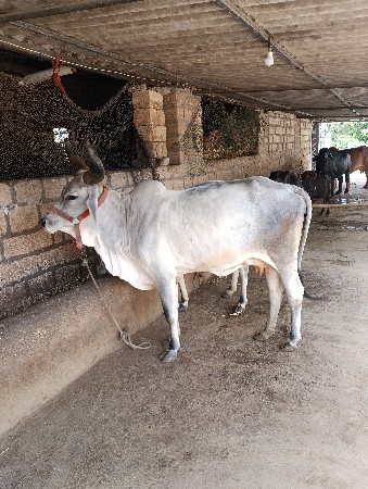 ગાય વેસવાની છે