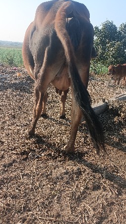 थंबनेल 3