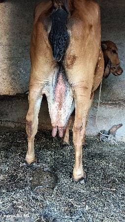 थंबनेल 2