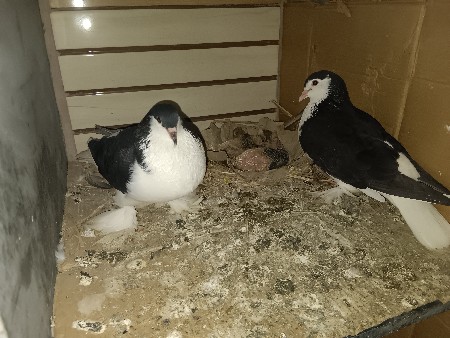 siraji - Mukhi - morpich