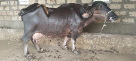 थंबनेल 4