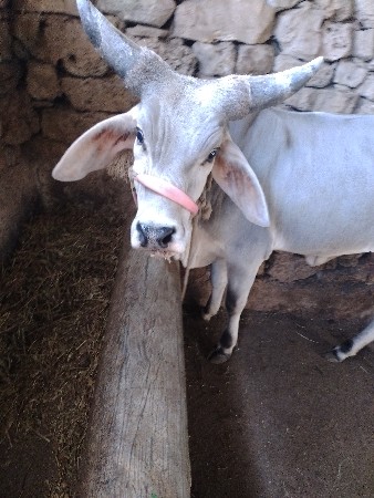 કાંકરેજ વાશડી વેશવાની છે