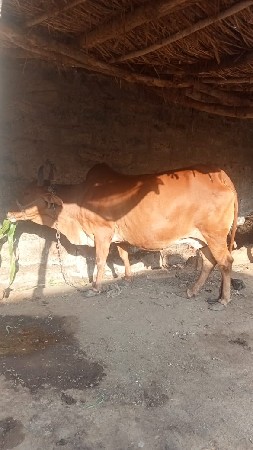 ગાય વેચવાની છે