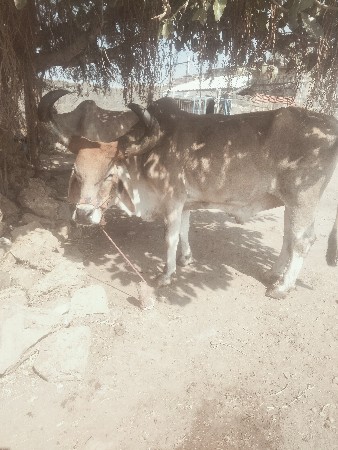 थंबनेल 2