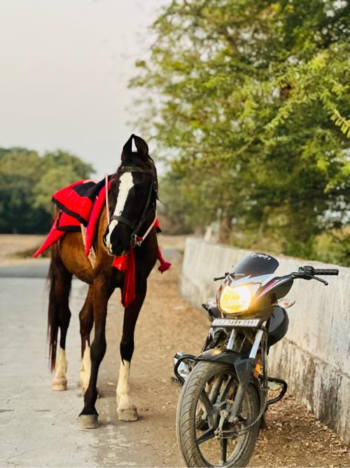 ઘોડા ના સાટા કરવા ના સે