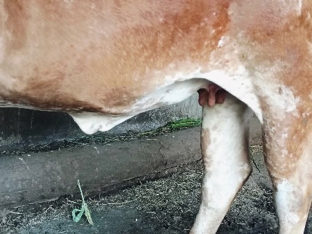 ગાય વેચવાની છે