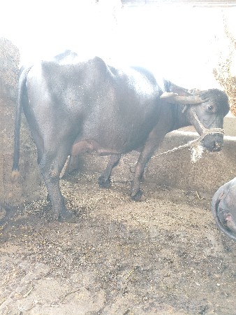 વેચવાની છે