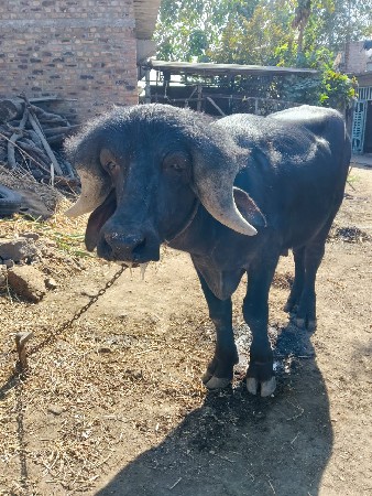 थंबनेल 3