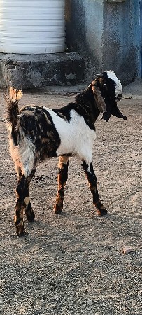 थंबनेल 3