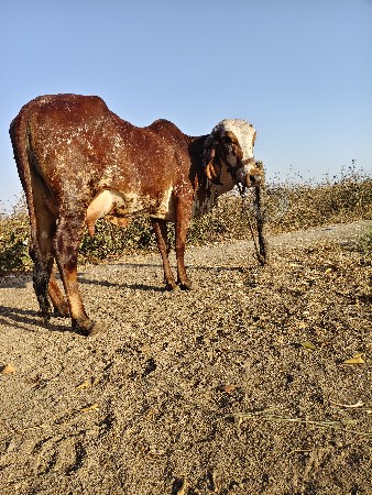 થંબનેલ 2