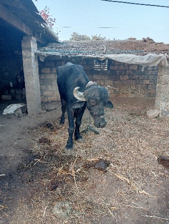 ખડેલુ વેશવાનુ છે
