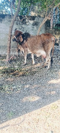 थंबनेल 5