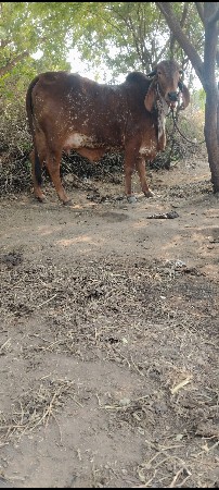 ગીર ઓણકિ