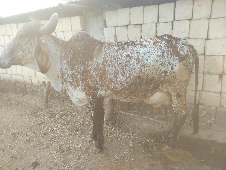 ગાય ને વેચવાની છે