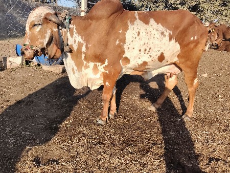 थंबनेल 3