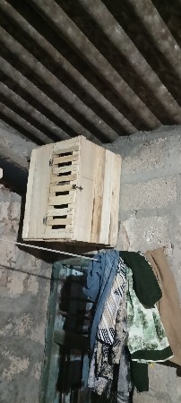 કબૂતર ની પેટી વેચવાની છે