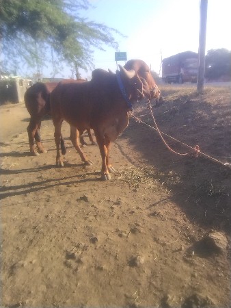 Keshav Chand ke anupat u junagarh