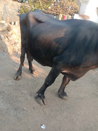 थंबनेल 2