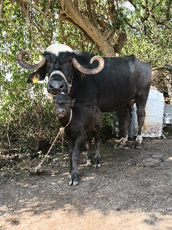 थंबनेल 2