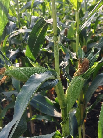 અમેરિકન મકાઈ નો ચારો વેચવાનો છે