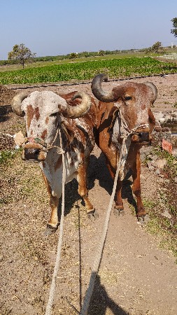 બળદ વેચવાના છે