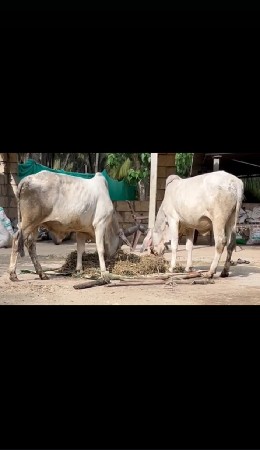 ગોઢલા વેચવાના છે