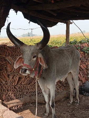 એક ગોધલો વેંચવાનો છે