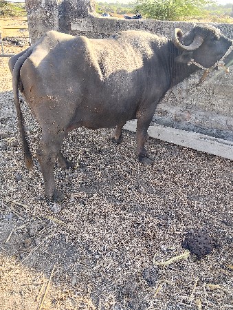 थंबनेल 2